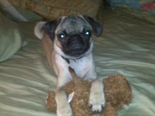 Zoe in bed with her sleepytime monkey