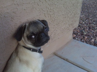 Zoe loves the patio!