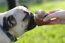 Molly and her pugcake