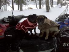 Pug mobile