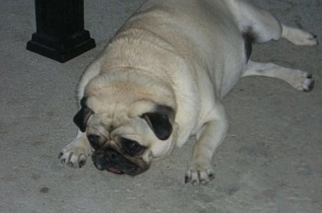 Adrian's Not Sure She Likes This Sleeping On Concrete!