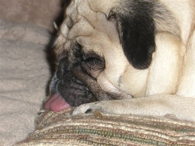 Shhhh......Puggy's Sleeping