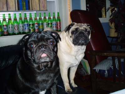 Pugs on the couch