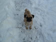 Arthur in the snow