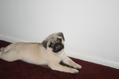 Rugby likes to cool off on the vent:) !