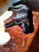 Sunshine Cowhide