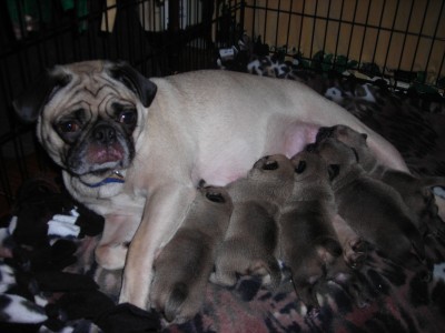 Jenna and her puglets