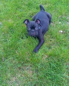 Pretty boy in the grass