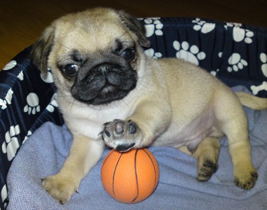 Amos Basketball Pug