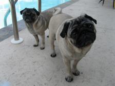 George & Izzie pool side