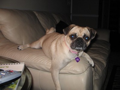 Beans watching TV