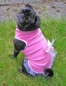 This is what a diva pug looks like