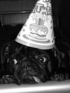 Happy Birthday Brutus!