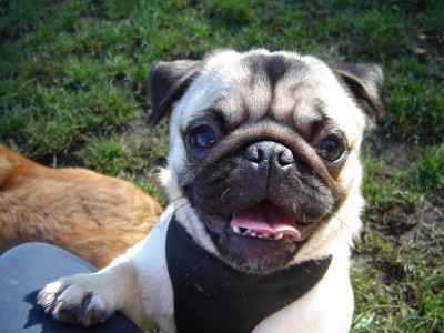 Klaus Von Pugglesworth