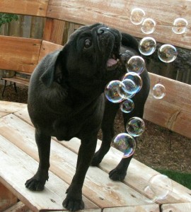 Bubble Agility