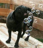 Bubble Agility