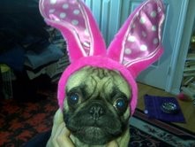 Easter Puggy