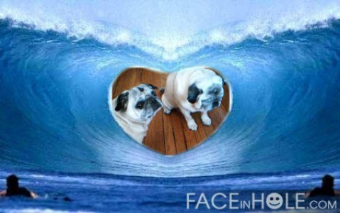 my surfing pugs