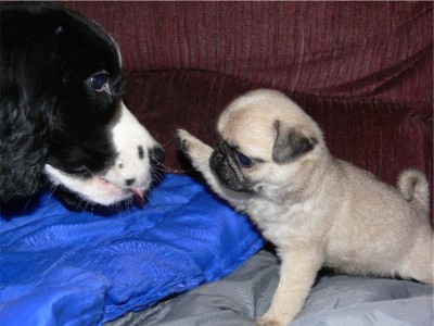 Callie playing with 5 week old Pug pup