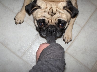 Pug Love