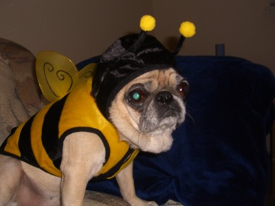 chi chi the bumble bee