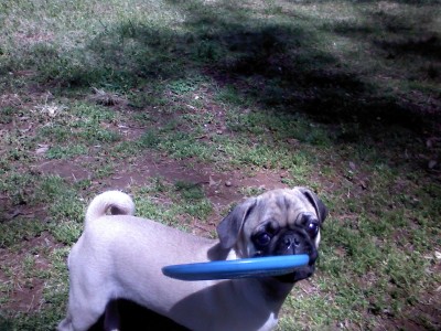 Dioge playing frisbee