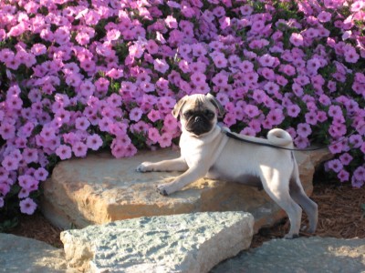 Chico in the Flowers!!!