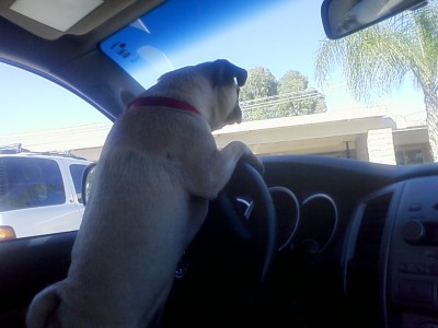 Chloe Driving