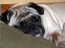 Sleepy Pug