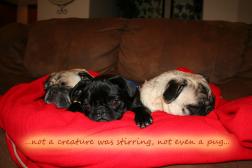 Christmas Pugs