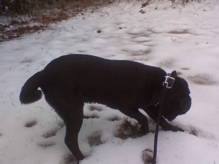 CJ digging in the snow