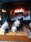 Winter pugs