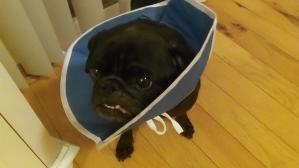 Cone of Shame