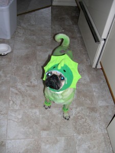 Dino pug