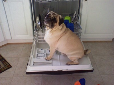 The Dishwasher pug