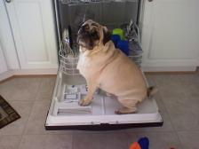 The Dishwasher pug