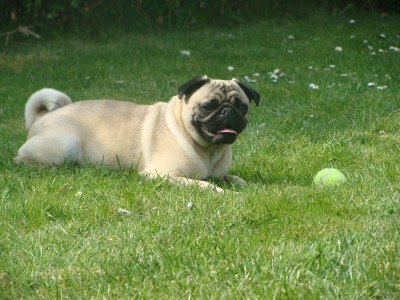 nora and her ball