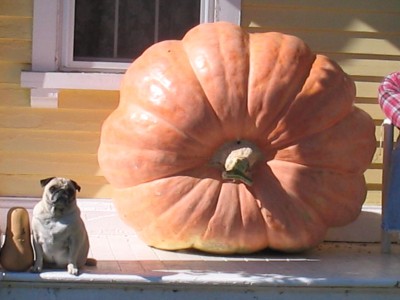 Does this pumkin make me look skinny