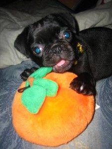 Auggie chews on a pumpkin