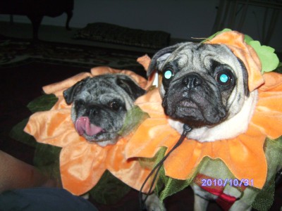 pugkin patch