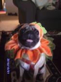 pugkin