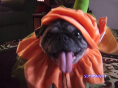 pugcaso