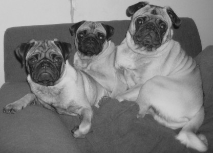 3 pugs in a pod