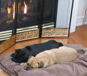 Roasting of the pugs!