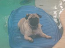 Dogswim