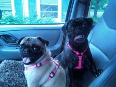 Princess & Vada on a car ride!