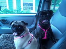 Princess & Vada on a car ride!