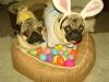 Easter Pugs