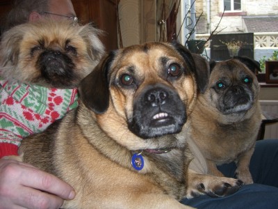 Mr Harry and a few of the gang on holiday.