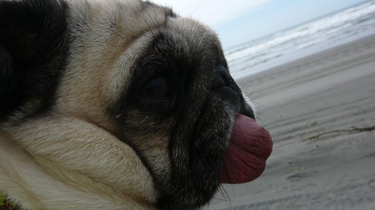 Sandy Tongue